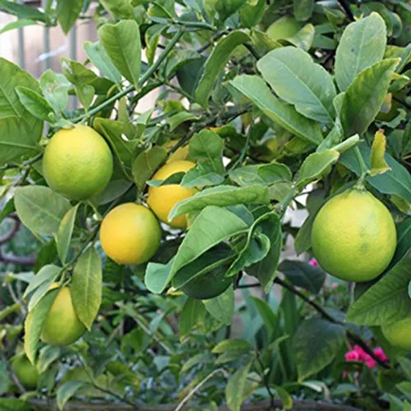 Sharbati_Lemon_Plant_Air_Layered_Plant_Fast_Fruiting_Lemon_Plant_Live_Plant_Default_Title