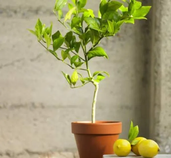 Sharbati_Lemon_Plant_Air_Layered_Plant_Fast_Fruiting_Lemon_Plant_Live_Plant_Default_Title