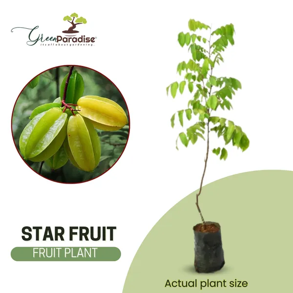 Sweet_Star_Fruit_Live_Plant_Default_Title