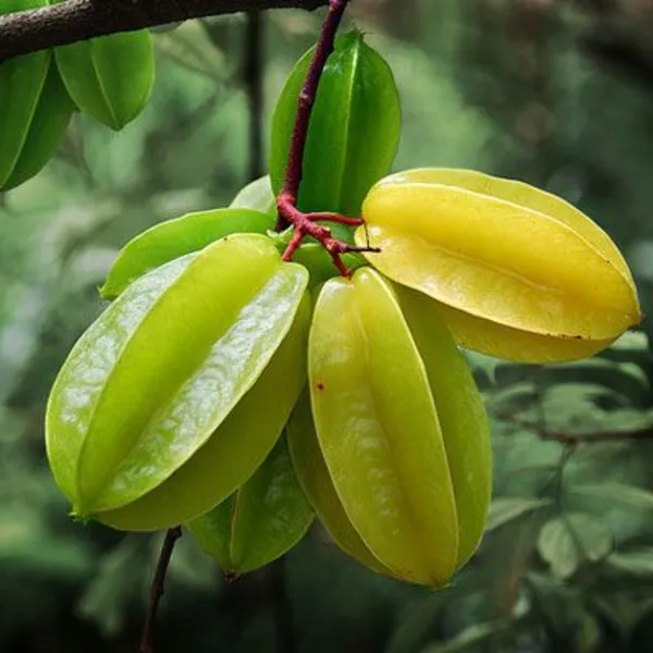 Sweet_Star_Fruit_Live_Plant_Default_Title