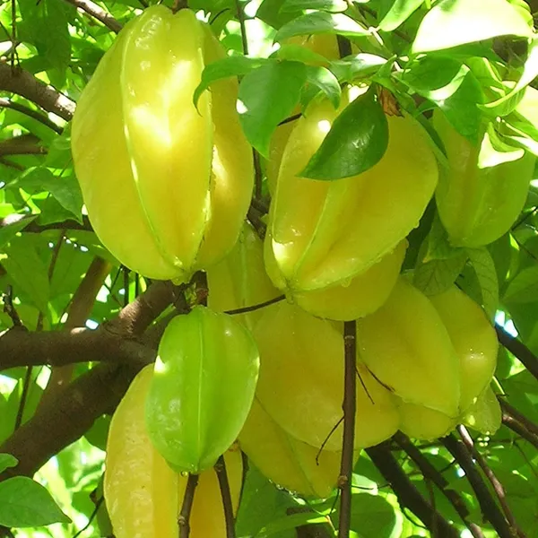 Sweet_Star_Fruit_Live_Plant_Default_Title