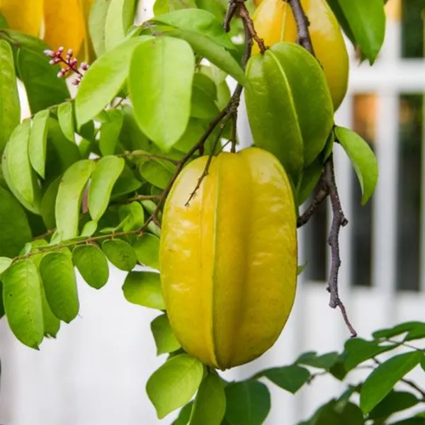 Sweet_Star_Fruit_Live_Plant_Default_Title