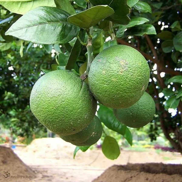 Mosambi_Sweet_Lemon_Plant_Live_Healthy_And_Grafted_Plant_Suitable_For_Land_Pots_Or_Bonsai_Default_Title