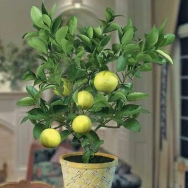 Mosambi_Sweet_Lemon_Plant_Live_Healthy_And_Grafted_Plant_Suitable_For_Land_Pots_Or_Bonsai_Default_Title