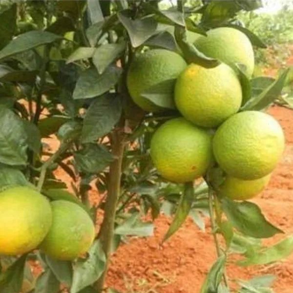 Mosambi_Sweet_Lemon_Plant_Live_Healthy_And_Grafted_Plant_Suitable_For_Land_Pots_Or_Bonsai_Default_Title