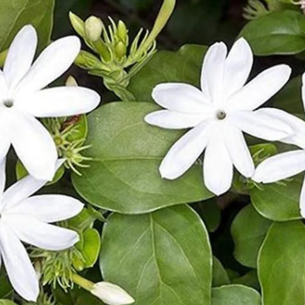 Scented_Kunda_Plant_Paras_Live_Healthy_Plant_Default_Title