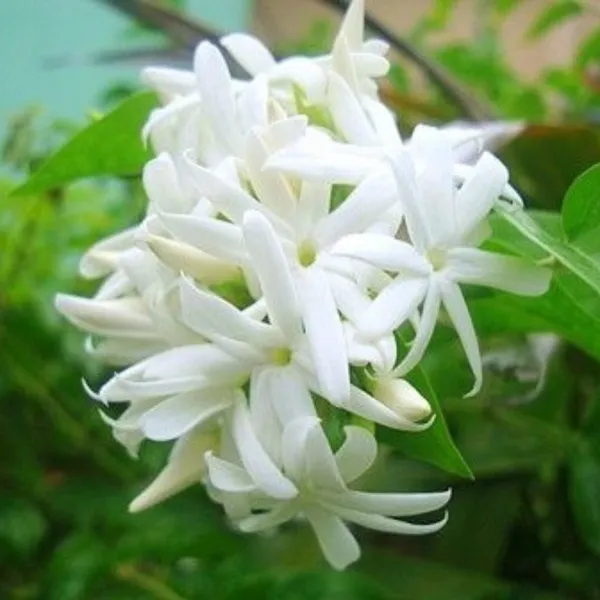 Scented_Kunda_Plant_Paras_Live_Healthy_Plant_Default_Title