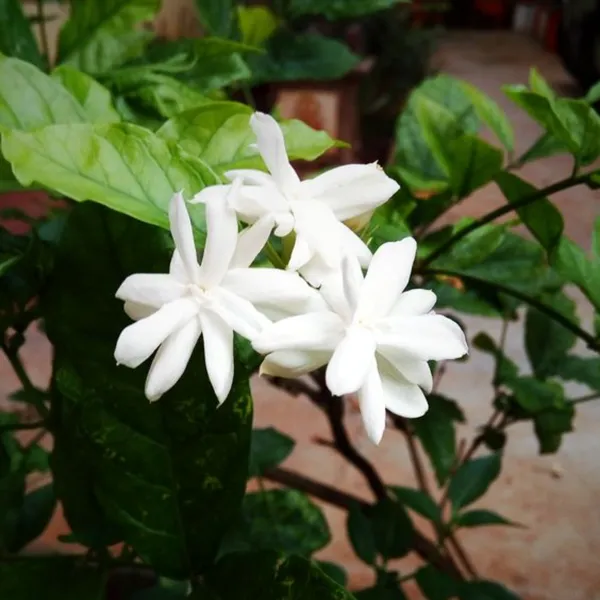 Scented_Kunda_Plant_Paras_Live_Healthy_Plant_Default_Title
