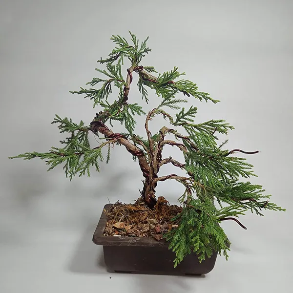 Chinensis_Juniper_Live_Plant_Sapling_For_Bonsai_Trainning_Default_Title