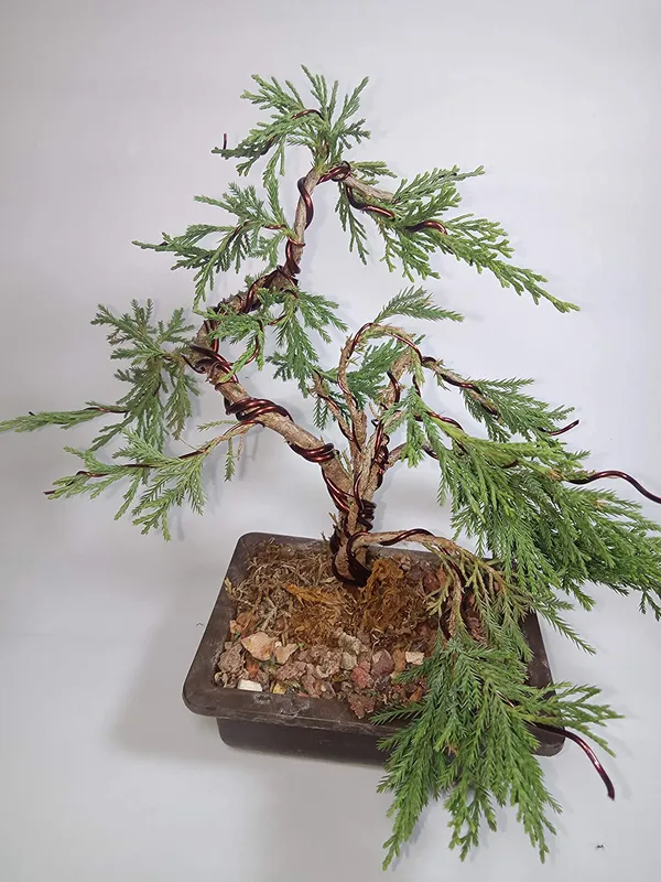 Chinensis_Juniper_Live_Plant_Sapling_For_Bonsai_Trainning_Default_Title