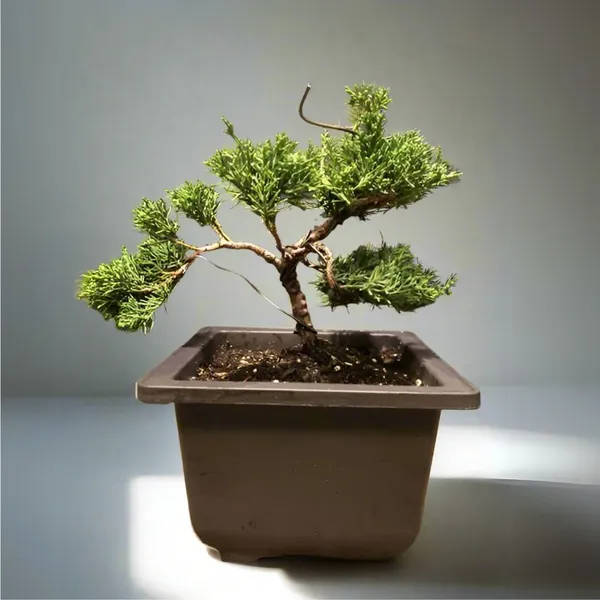 Chinensis_Juniper_Live_Plant_Sapling_For_Bonsai_Trainning_Default_Title