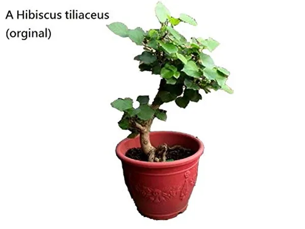 Hibiscus_Tiliaceus_Sapling_Live_Plant_For_Bonsai_Training_Default_Title