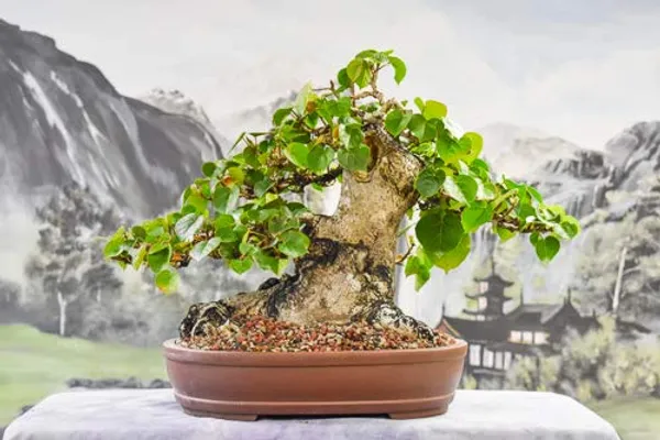 Hibiscus_Tiliaceus_Sapling_Live_Plant_For_Bonsai_Training_Default_Title