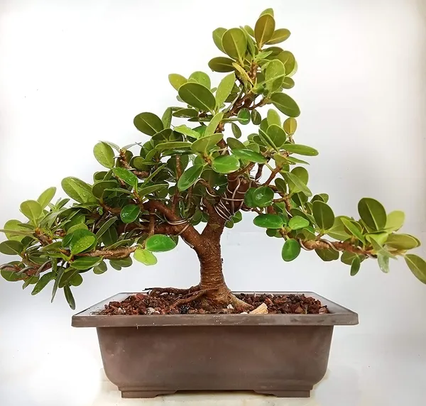 Ficus_Long_Island_Pre_Bonsai_Plant_Default_Title