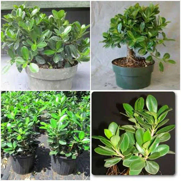 Ficus_Long_Island_Pre_Bonsai_Plant_Default_Title