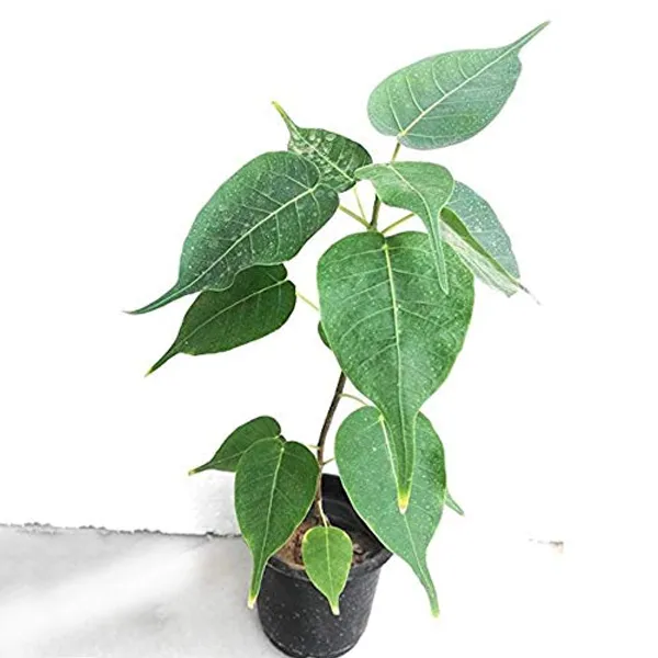 Holy_Pipal_Live_Sapling_Plant_With_Pot_Default_Title