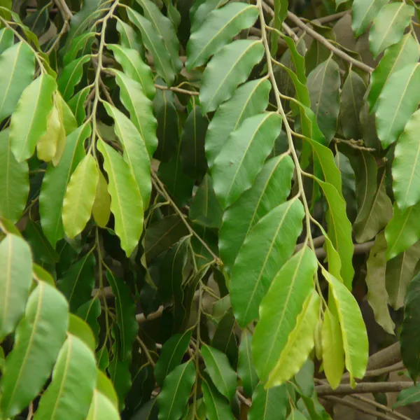 Putranjiva_Live_Herbal_Plant_Medicinal_Plant_Suitable_For_Bonsai_Sapling_Plant_Default_Title
