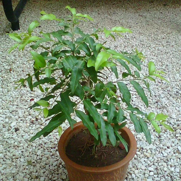 Putranjiva_Live_Herbal_Plant_Medicinal_Plant_Suitable_For_Bonsai_Sapling_Plant_Default_Title