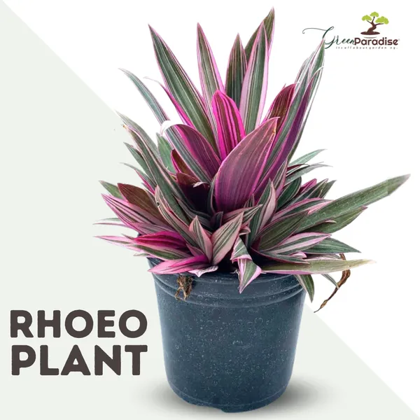 Green_Paradise_Rhoeo_Varigated_Live_Plant_Default_Title