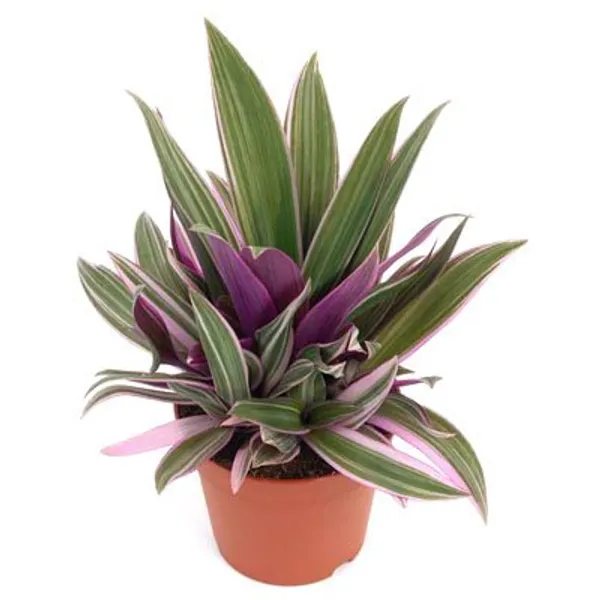 Green_Paradise_Rhoeo_Varigated_Live_Plant_Default_Title