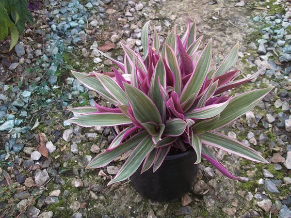 Green_Paradise_Rhoeo_Varigated_Live_Plant_Default_Title