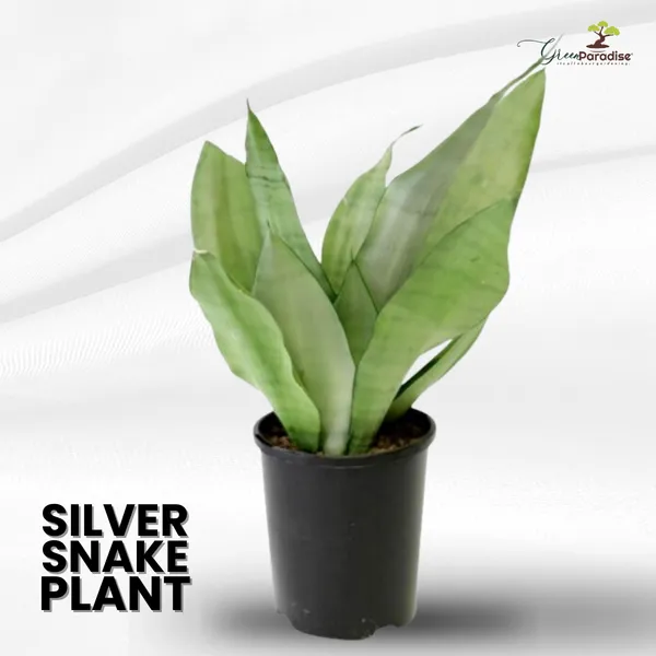 Air_Purifier_Indoor_Silver_Snake_Plant_With_Pot_Default_Title