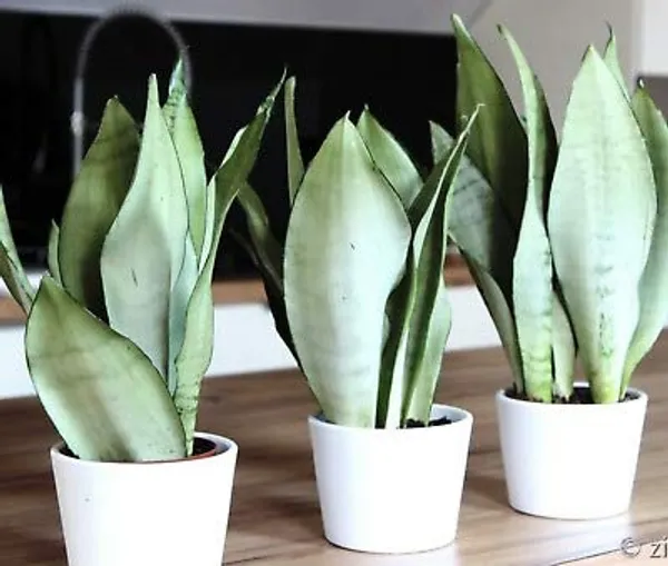 Air_Purifier_Indoor_Silver_Snake_Plant_With_Pot_Default_Title