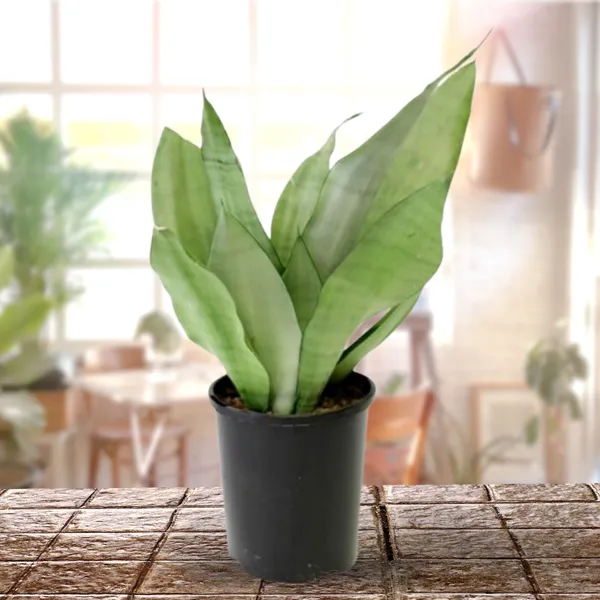 Air_Purifier_Indoor_Silver_Snake_Plant_With_Pot_Default_Title