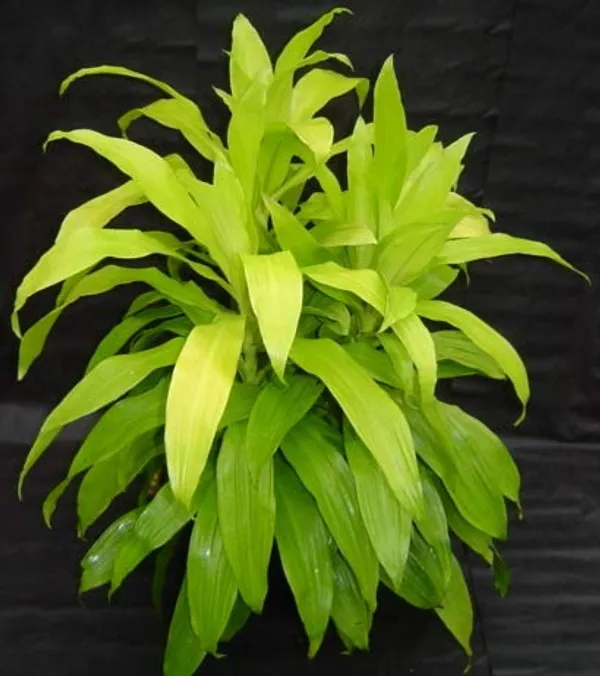 New_Dracaena_Madagascar_Dragon_Tree_Limelight_Live_Plant_With_Pot_Default_Title