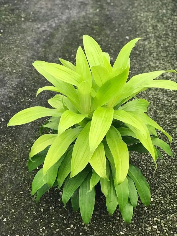New_Dracaena_Madagascar_Dragon_Tree_Limelight_Live_Plant_With_Pot_Default_Title
