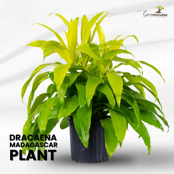 New_Dracaena_Madagascar_Dragon_Tree_Limelight_Live_Plant_With_Pot_Default_Title