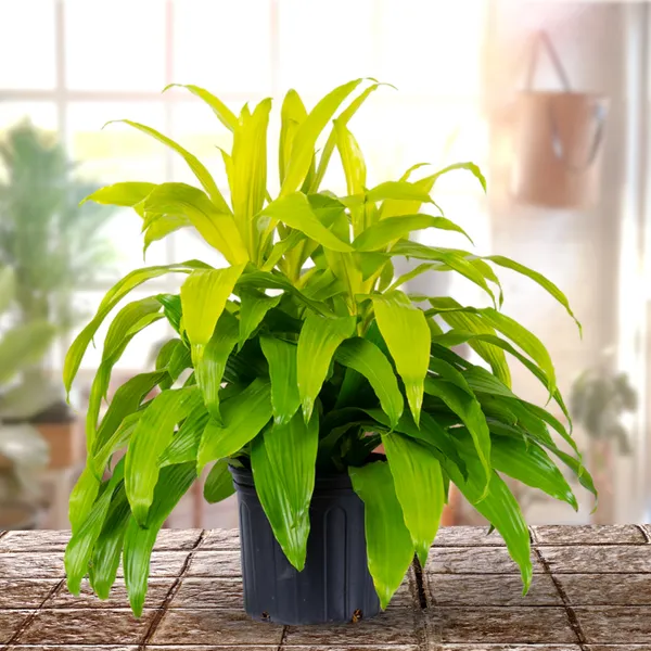 New_Dracaena_Madagascar_Dragon_Tree_Limelight_Live_Plant_With_Pot_Default_Title