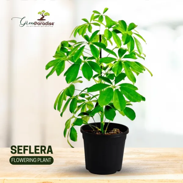 Seflera_Live_Plant_Default_Title