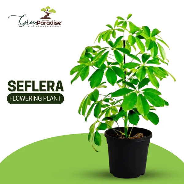 Seflera_Live_Plant_Default_Title