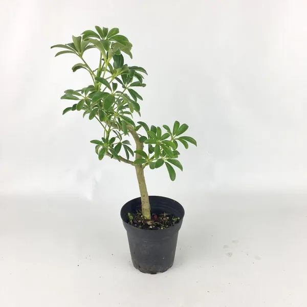 Seflera_Live_Plant_Default_Title