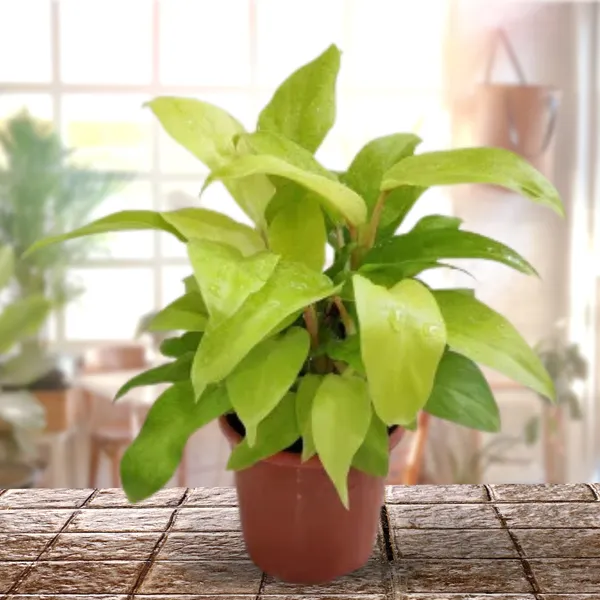 Golden_Philodendron_Live_Plant_Default_Title