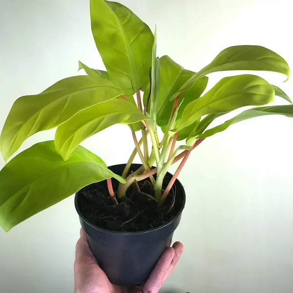 Golden_Philodendron_Live_Plant_Default_Title