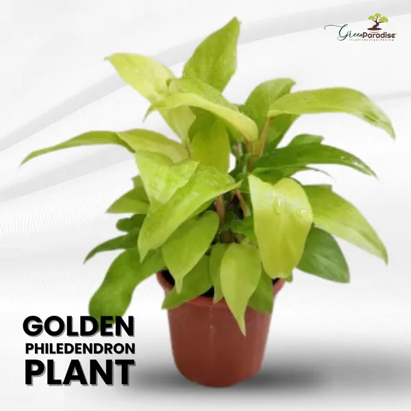 Golden_Philodendron_Live_Plant_Default_Title