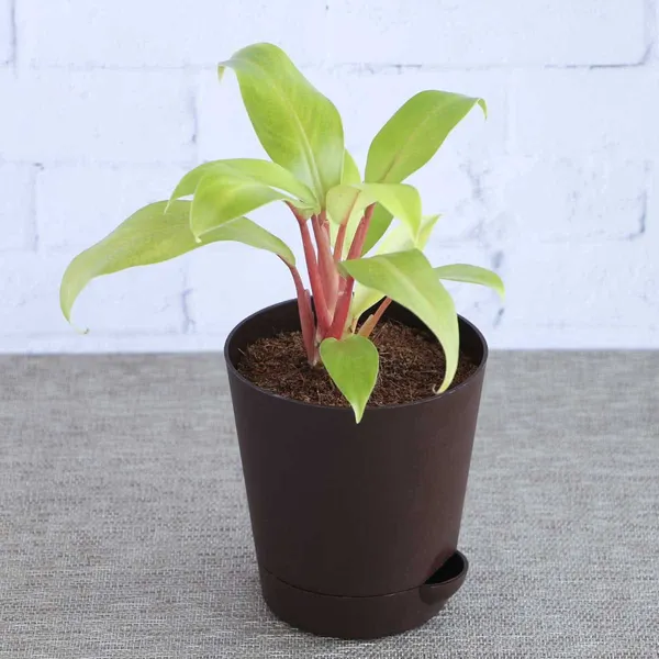 Golden_Philodendron_Live_Plant_Default_Title
