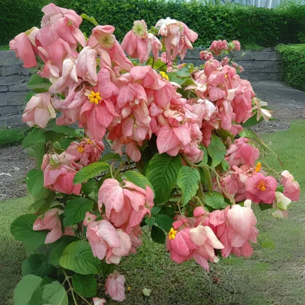 Musanda_Pink_Live_Plant_Default_Title