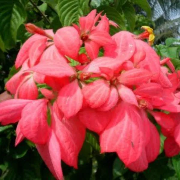 Musanda_Pink_Live_Plant_Default_Title