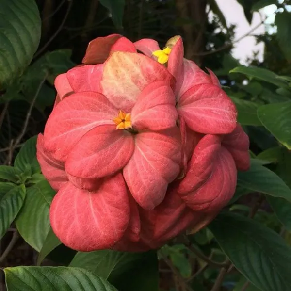 Musanda_Pink_Live_Plant_Default_Title