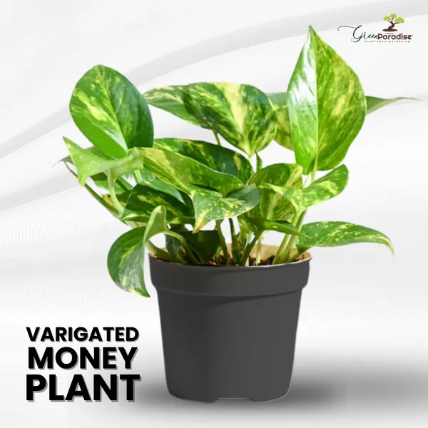 Variegted_Money_Plant_Air_Purifying_Goodluck_Plant_For_Indoor_Default_Title