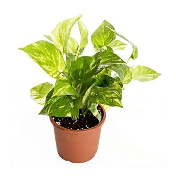 Variegted_Money_Plant_Air_Purifying_Goodluck_Plant_For_Indoor_Default_Title