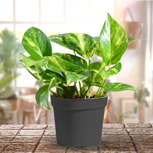 Variegted_Money_Plant_Air_Purifying_Goodluck_Plant_For_Indoor_Default_Title