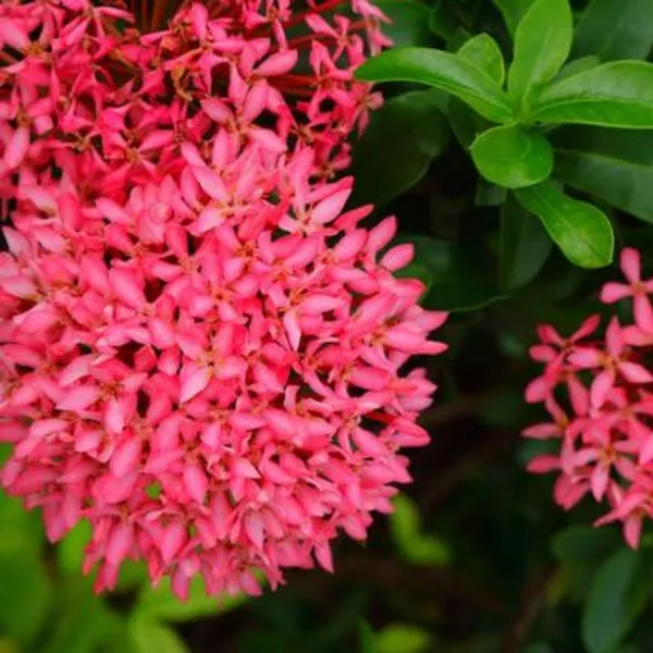 Mini_Ixora_Pink_Live_Plant_Default_Title