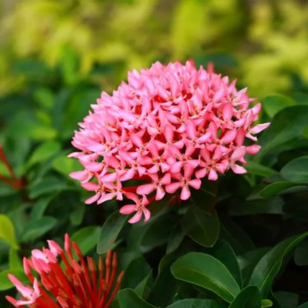Mini_Ixora_Pink_Live_Plant_Default_Title