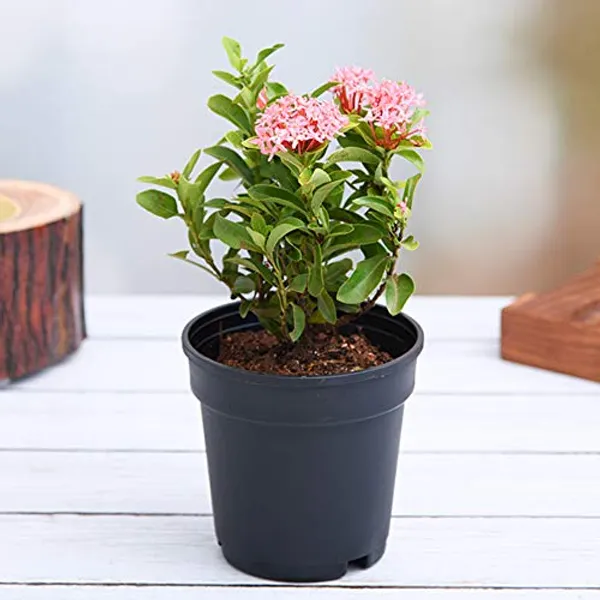 Mini_Ixora_Pink_Live_Plant_Default_Title