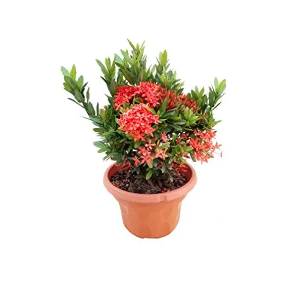 Mini_Ixora_Red_Live_Plant_Default_Title