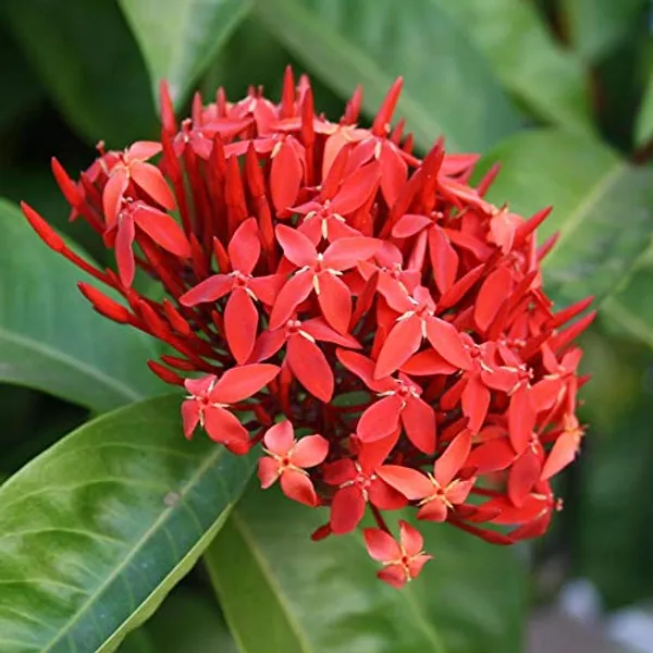 Ixora_Red_Live_Plant_Default_Title